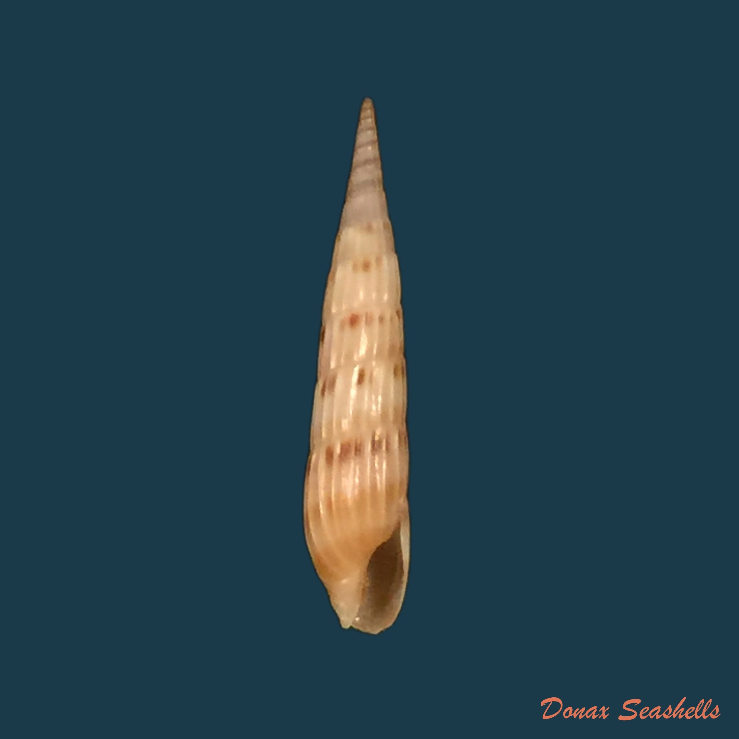 copia-de-hastula-imitatrix-k-auffenberg-h-g-lee-1988-18-2mm