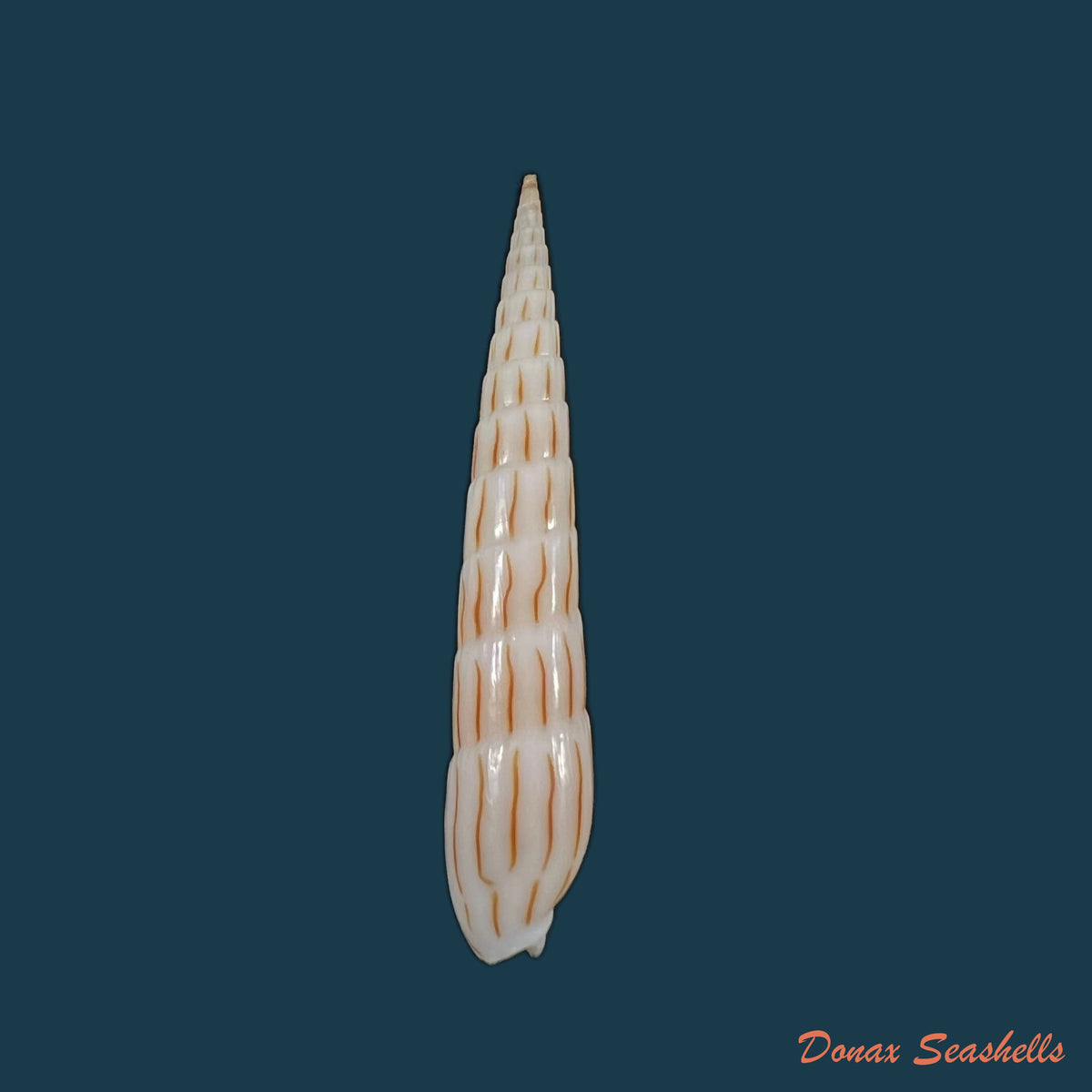 copia-de-hastula-lanceata-linnaeus-1758-52-4mm