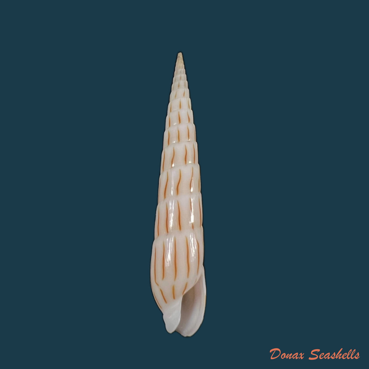 copia-de-hastula-lanceata-linnaeus-1758-52-4mm
