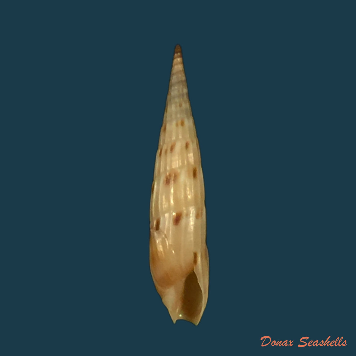 copia-de-hastula-lepida-hinds-1844-21mm