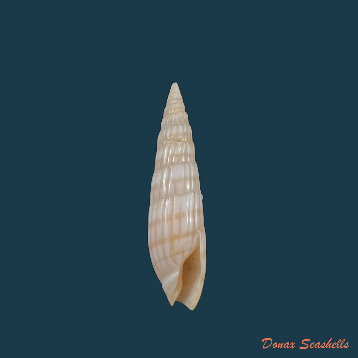 copia-de-hastula-solida-deshayes-1857-22-3mm
