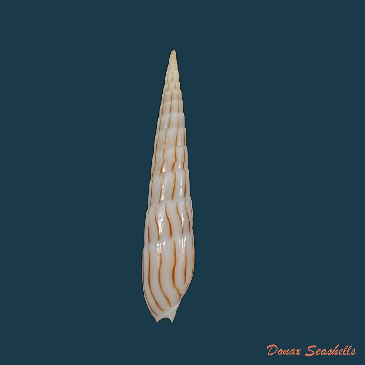 copia-de-hastula-strigilata-linnaeus-1758-46-3mm