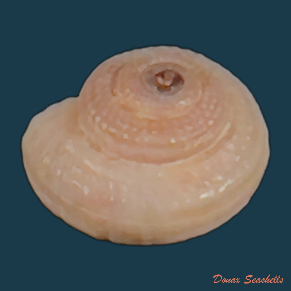 copia-de-heliacus-cylindricus-gmelin-1791-9-2mm-1