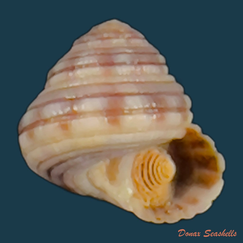 copia-de-heliacus-cylindricus-gmelin-1791-9-2mm
