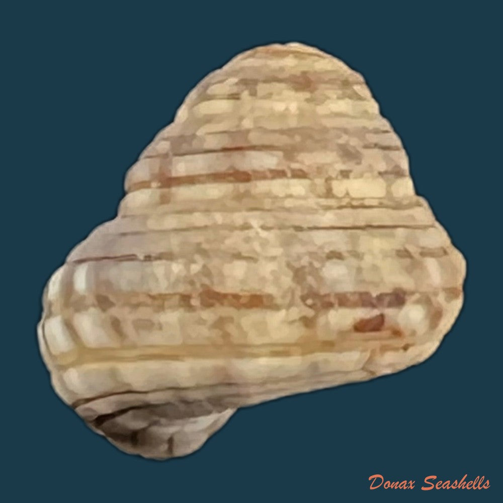 copia-de-heliacus-cylindricus-gmelin-1791-9-3mm