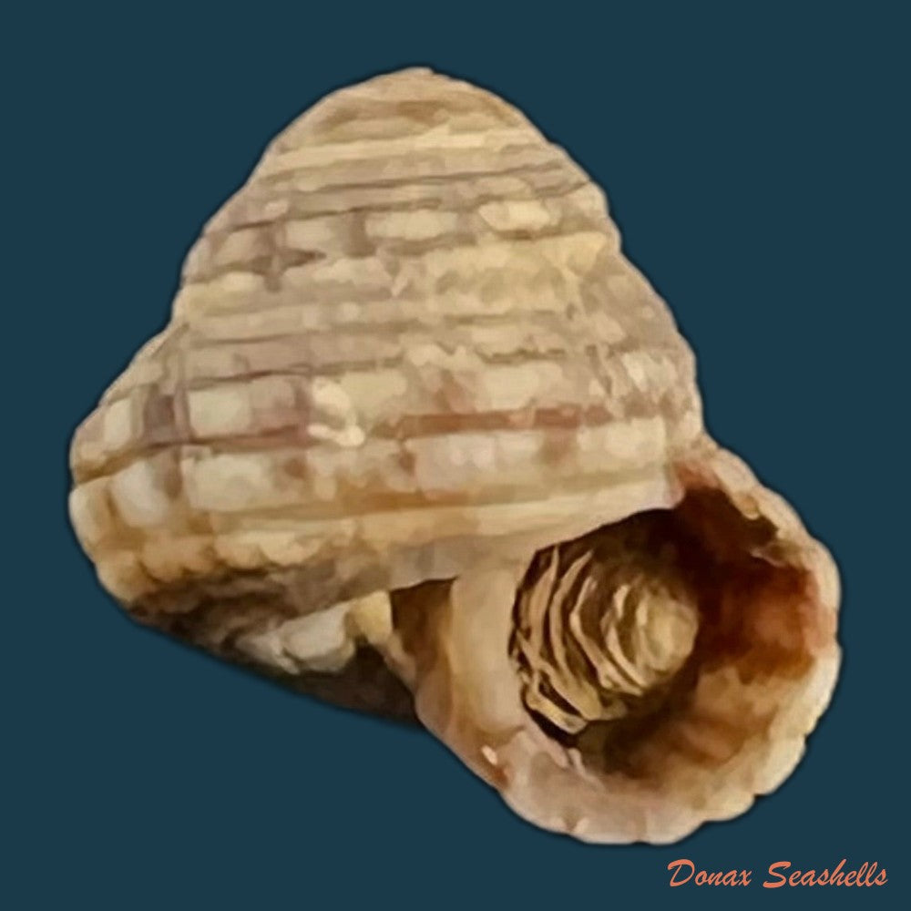 copia-de-heliacus-cylindricus-gmelin-1791-9-3mm