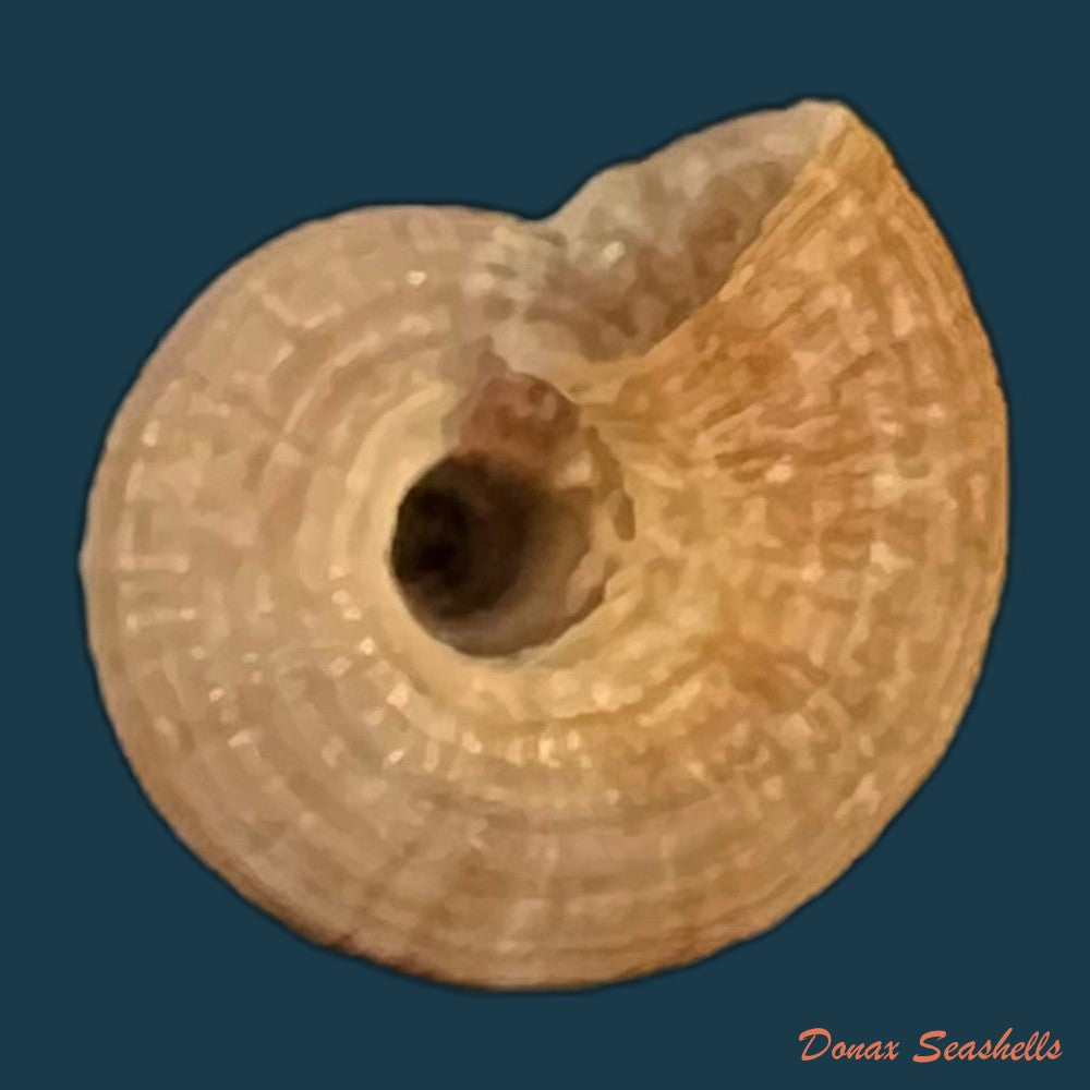 copia-de-heliacus-infundibuliformis-perrieri-rochebrune-1881-11-3mm