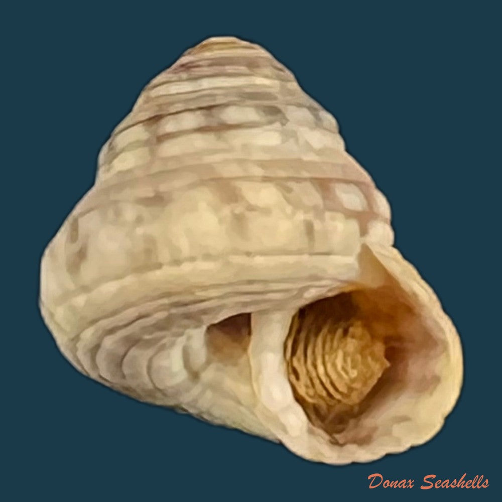 copia-de-heliacus-infundibuliformis-perrieri-rochebrune-1881-9-4mm
