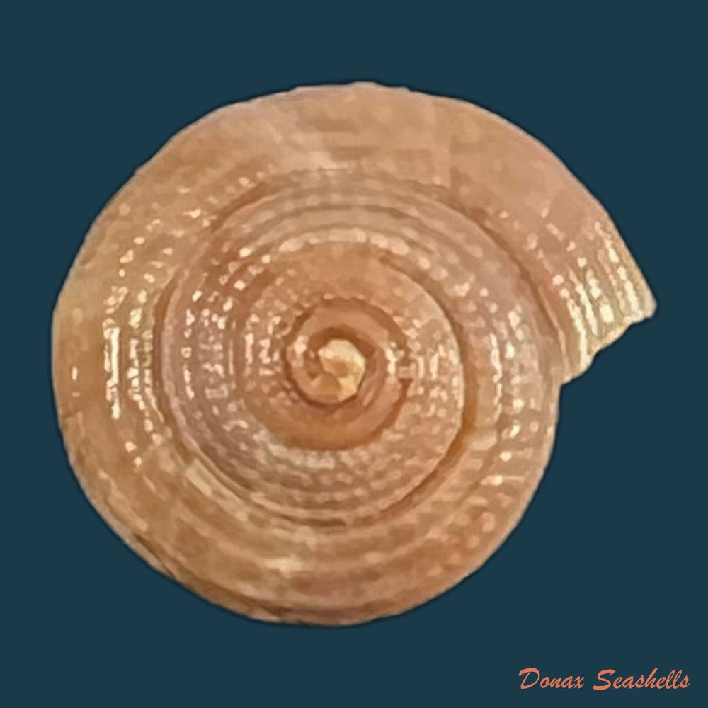 copia-de-heliacus-infundibuliformis-perrieri-rochebrune-1881-9-5mm