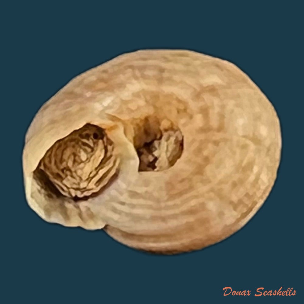 copia-de-heliacus-infundibuliformis-perrieri-rochebrune-1881-9-5mm