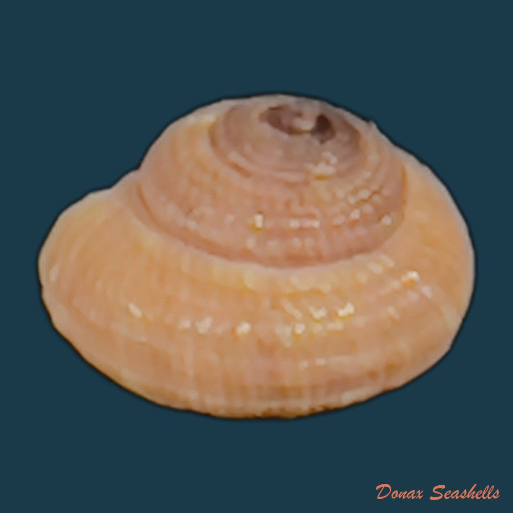copia-de-heliacus-infundibuliformis-perrieri-rochebrune-1881-9-7mm