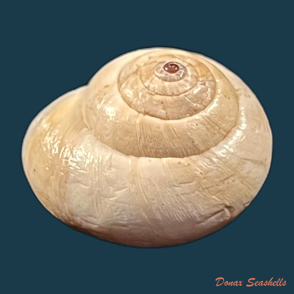 copia-de-helicella-adolphi-pfeiffer-1859