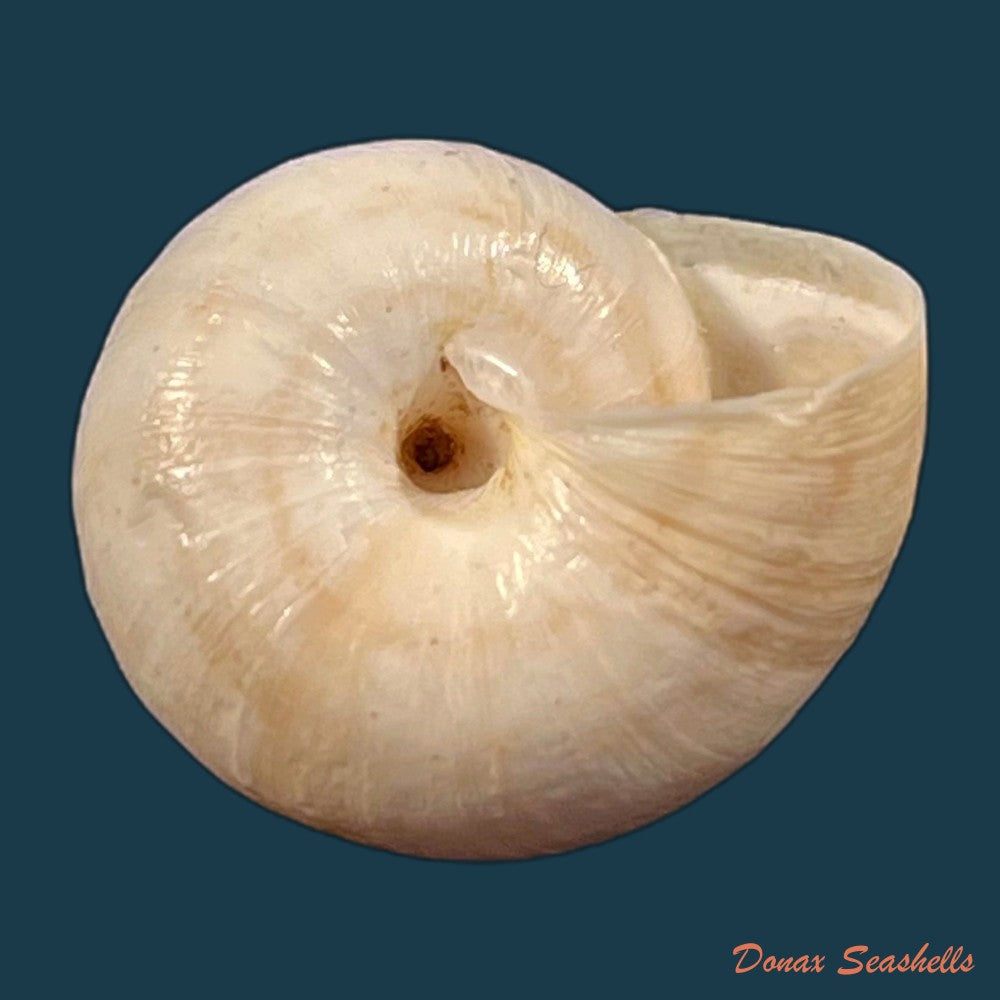 copia-de-helicella-adolphi-pfeiffer-1859