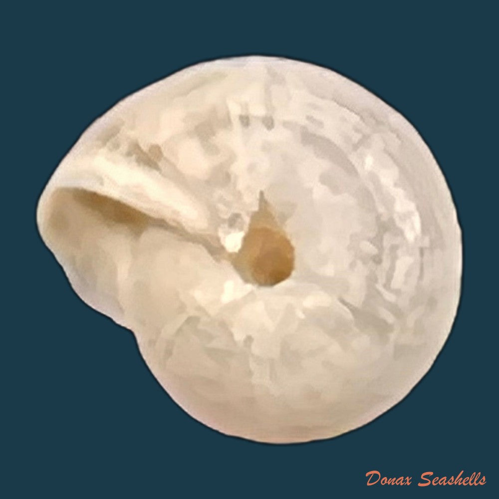 copia-de-helicella-emmaea-pallary-1901-12-2mm