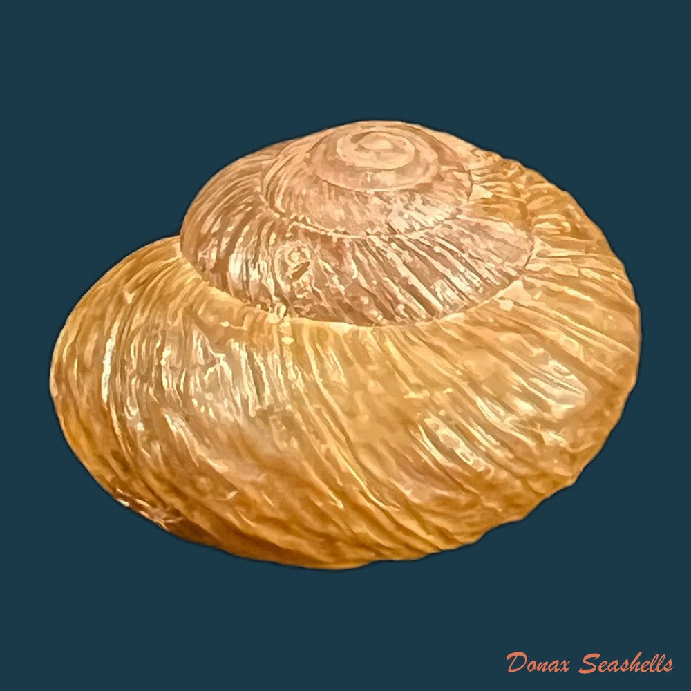 copia-de-helicella-emmaea-pallary-1901-12-5mm
