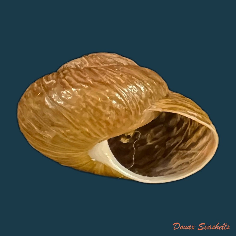 copia-de-helicella-emmaea-pallary-1901-12-5mm