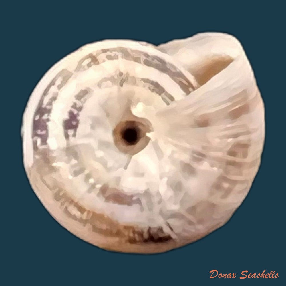 copia-de-helicella-emmaea-pallary-1901