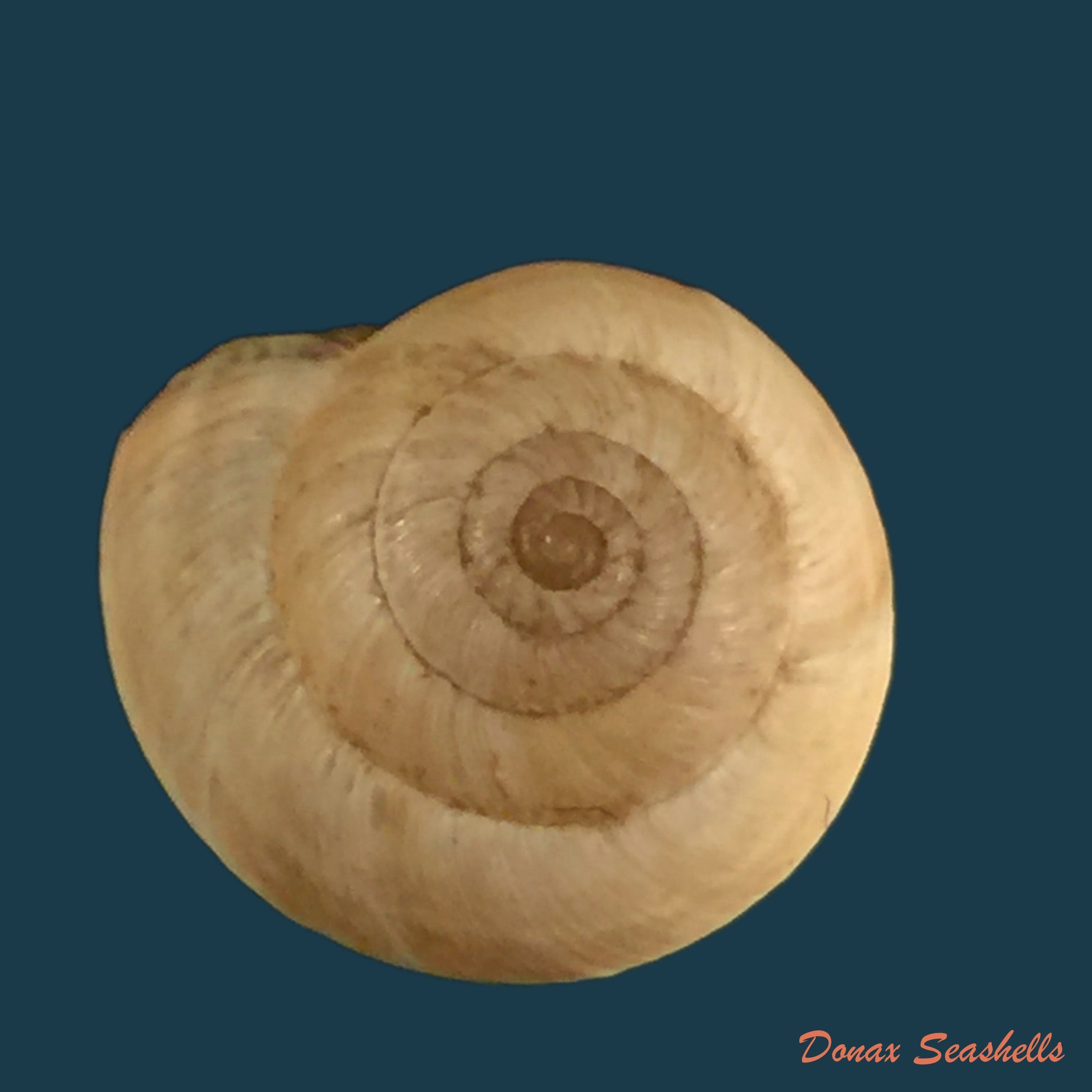copia-de-helicella-globuloideaterver-1839