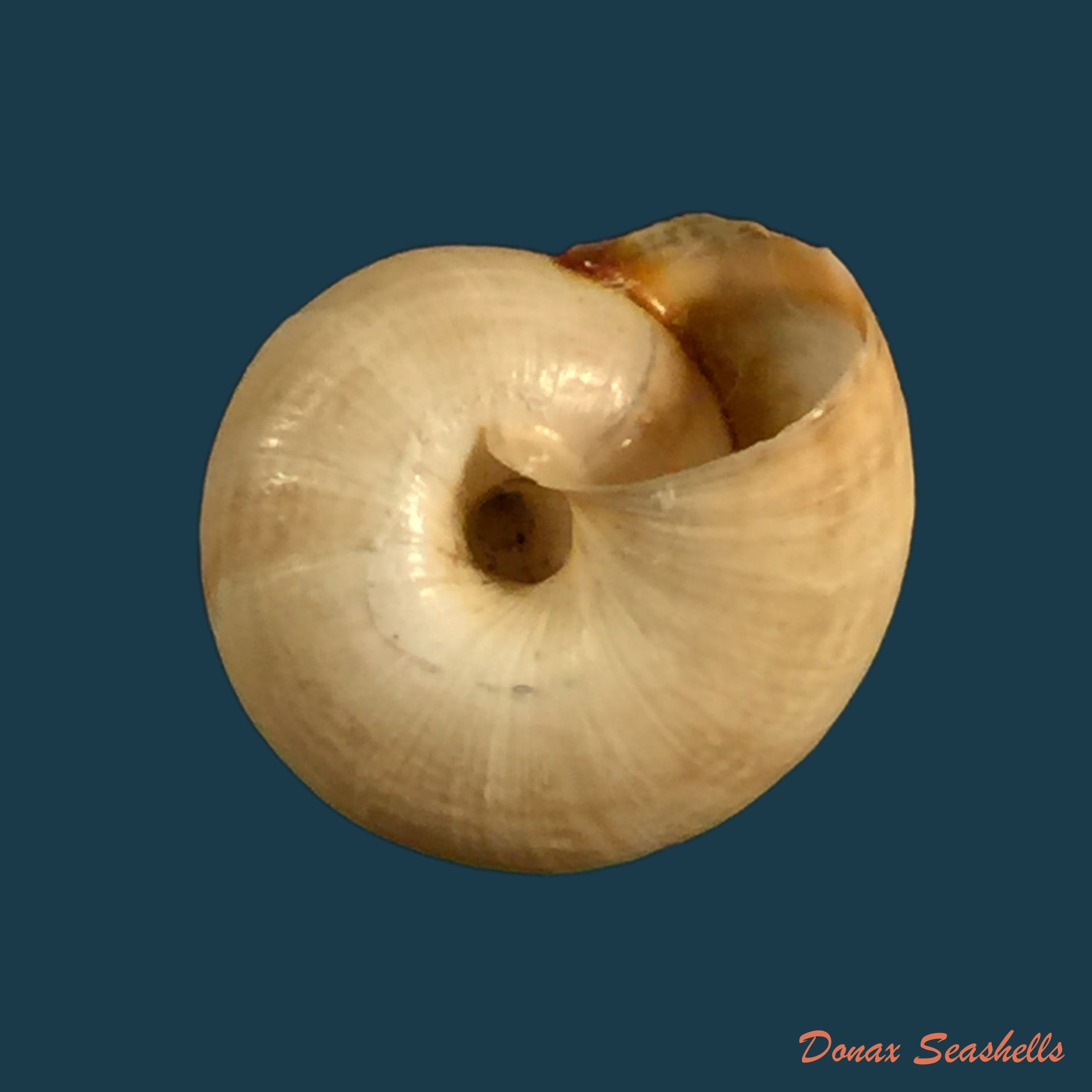 copia-de-helicella-globuloideaterver-1839