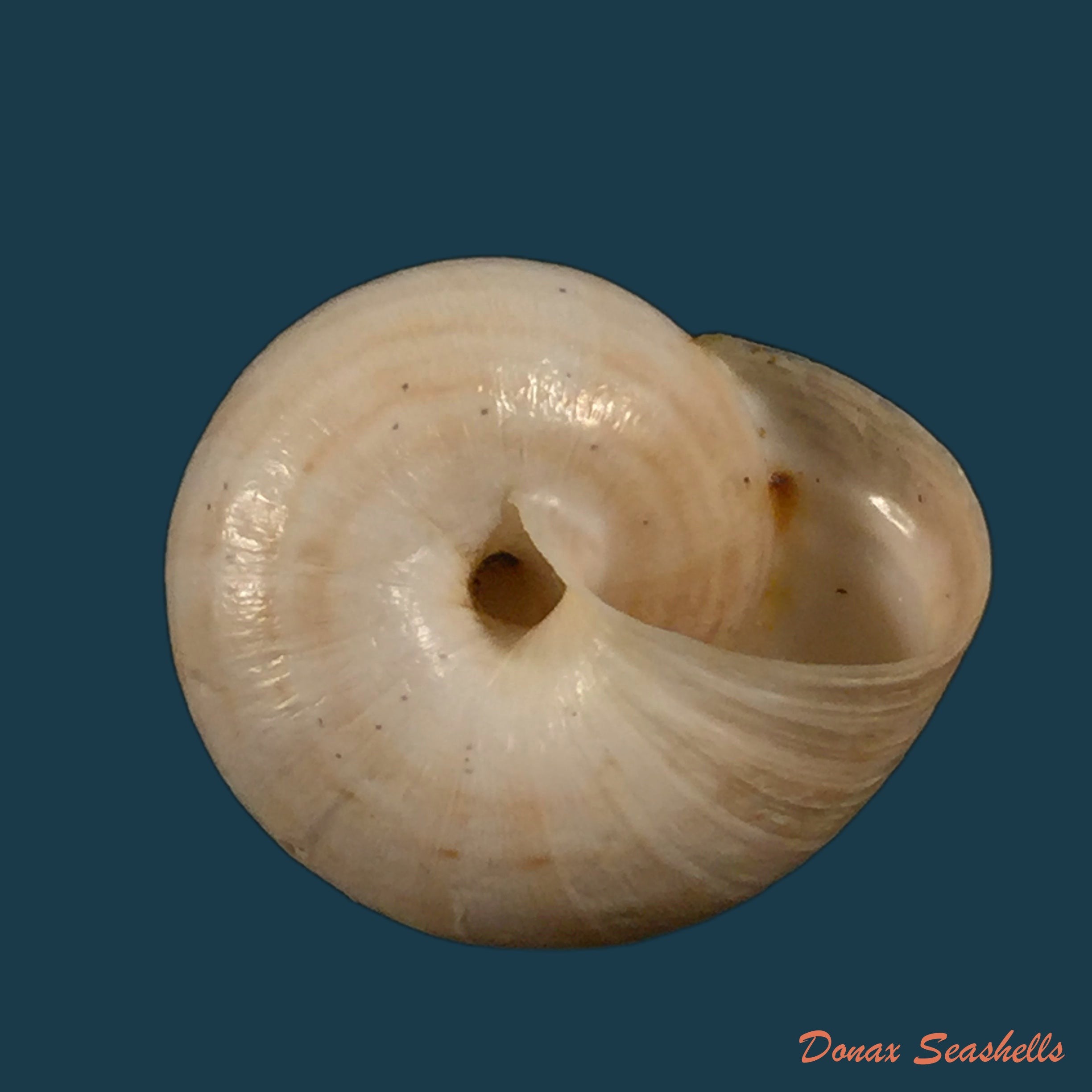 copia-de-helicella-melillensispallary-1898