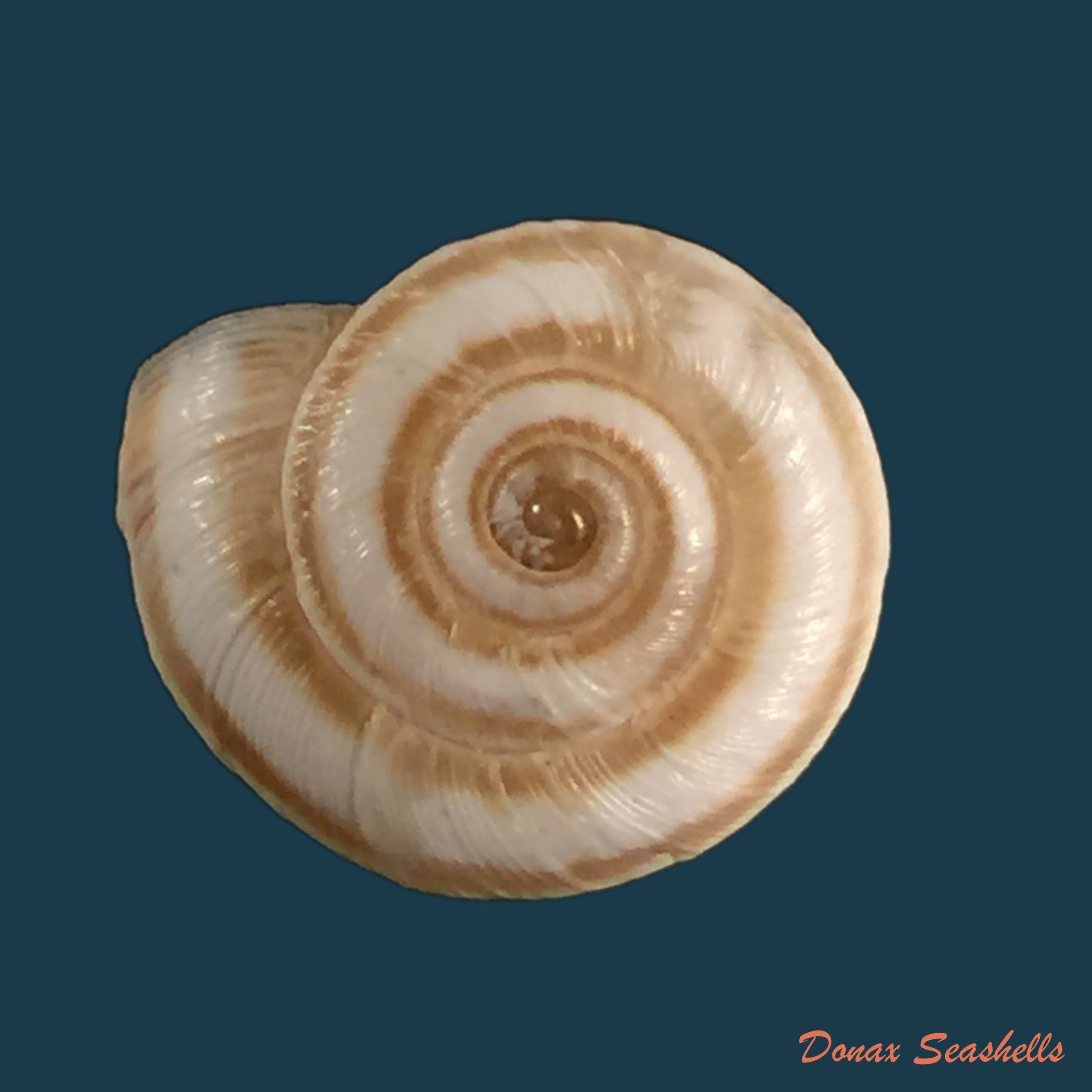 copia-de-helicella-variabilisdraparnauld-1801