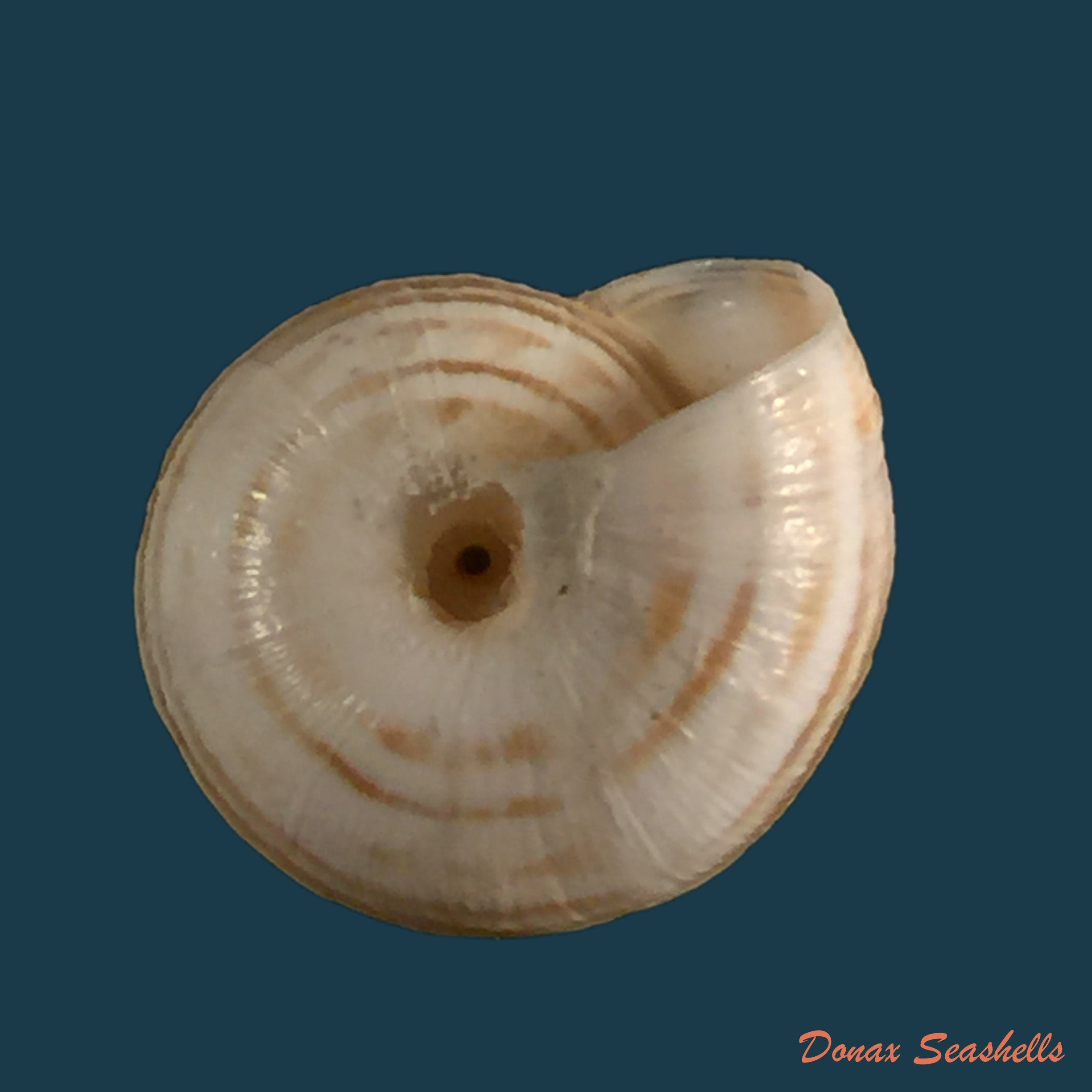 copia-de-helicella-variabilisdraparnauld-1801