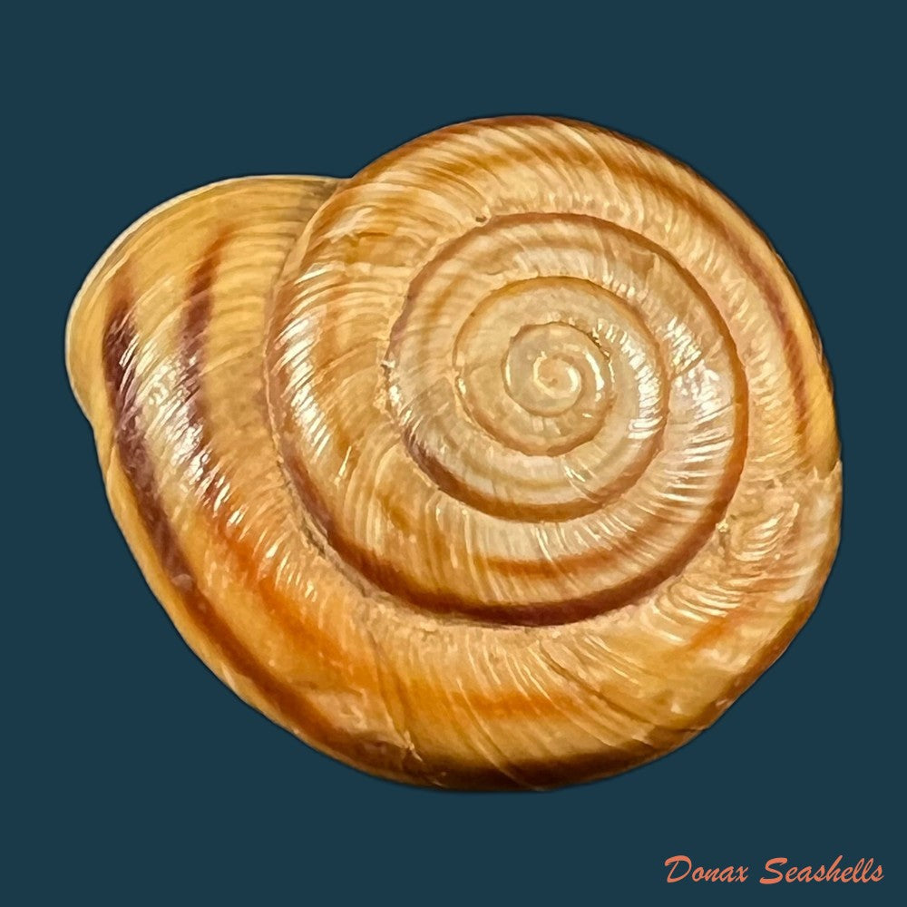 copia-de-helicigona-rumelica-e-a-rossmassler-1838-24mm