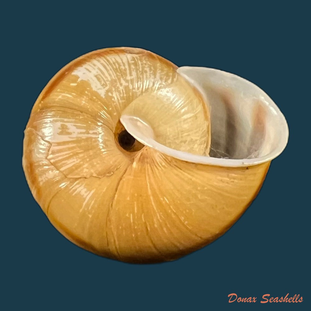 copia-de-helicigona-rumelica-e-a-rossmassler-1838-24mm