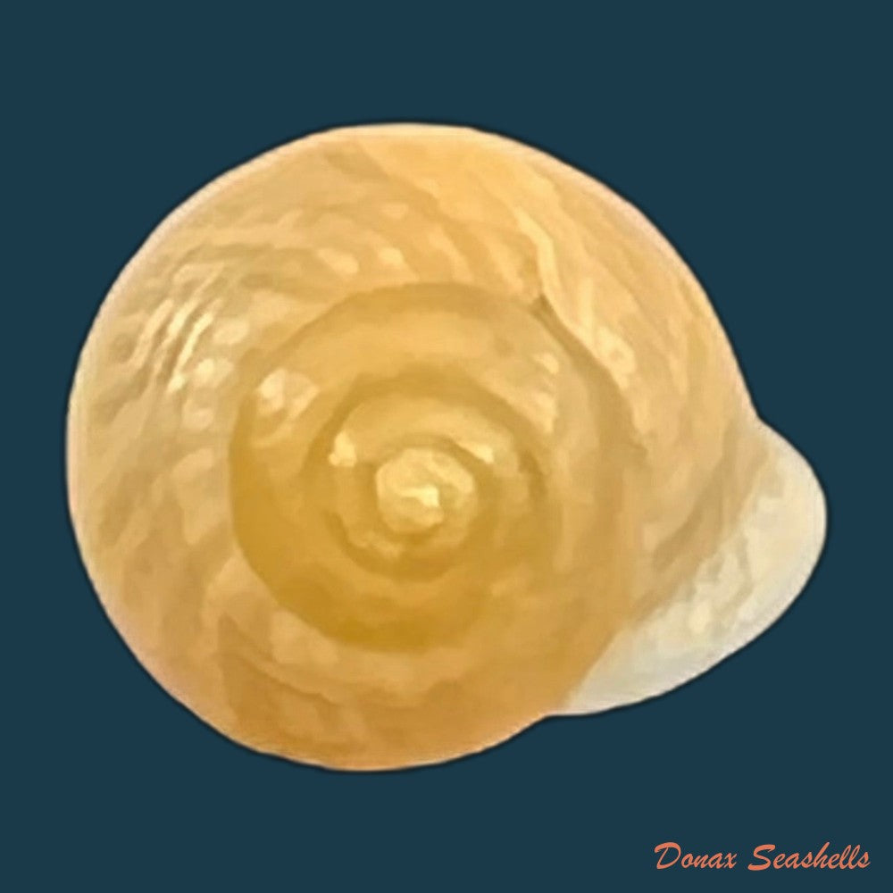 copia-de-helicina-besckei-l-pfeiffer-1849-9-7mm