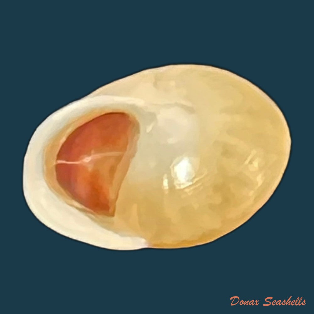 copia-de-helicina-besckei-l-pfeiffer-1849-9-7mm