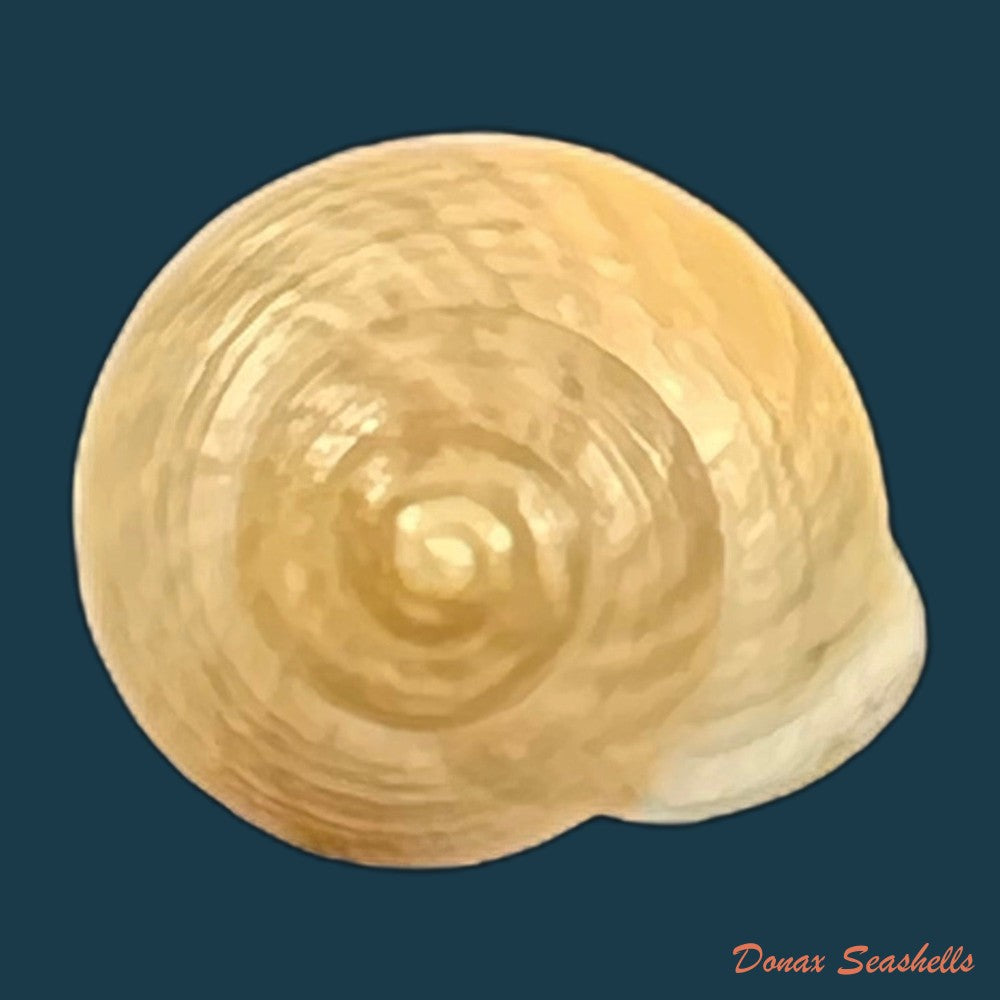 copia-de-helicina-besckei-l-pfeiffer-1849-9-8mm