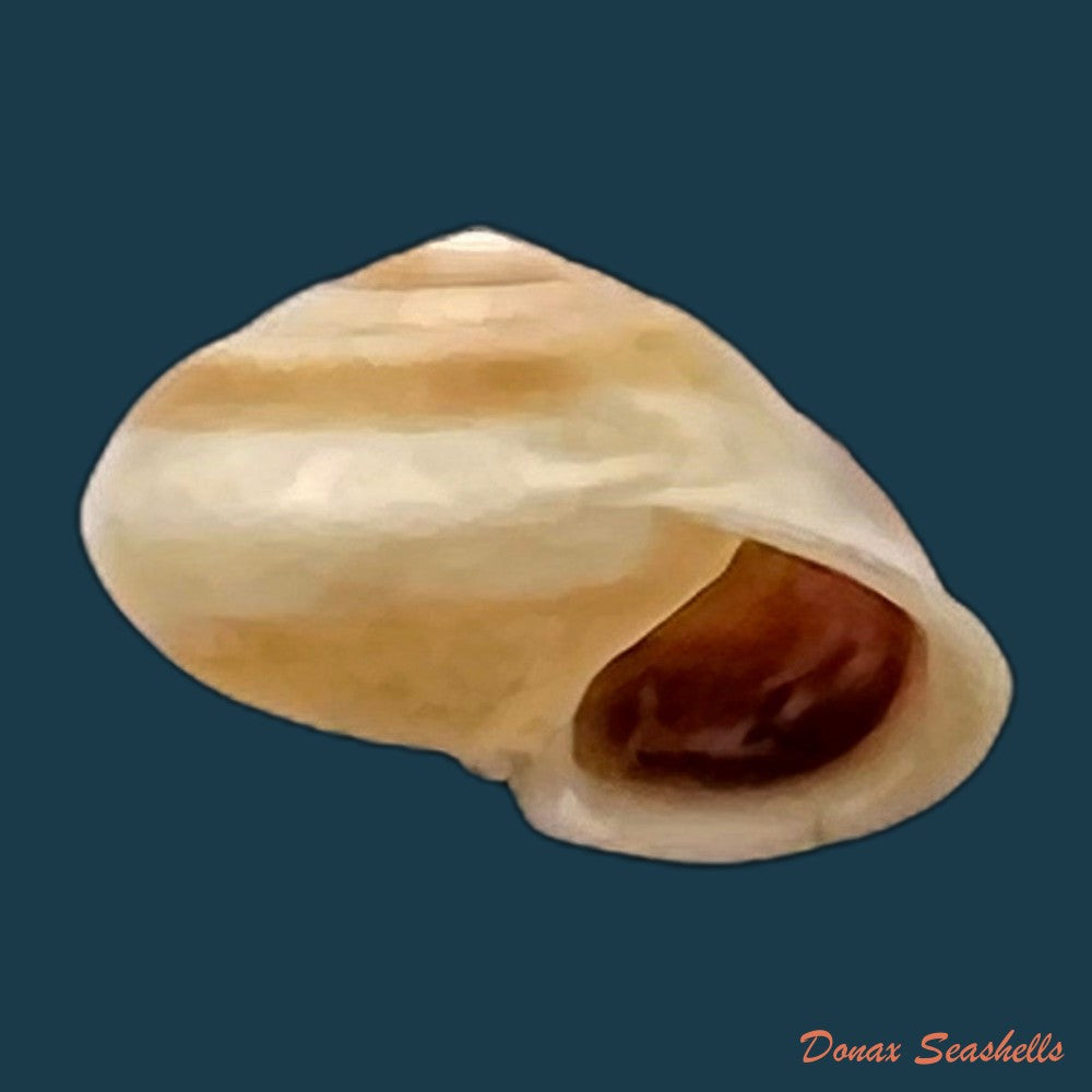 copia-de-helicina-besckei-pfeiffer-1848-10-1mm