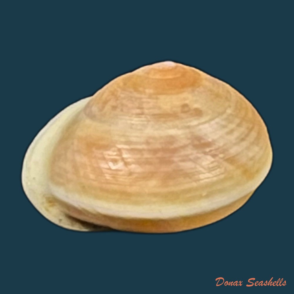 copia-de-helicina-variabilis-wagner-1827