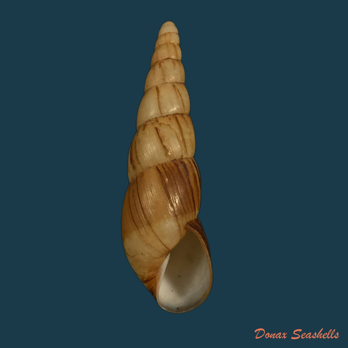 copia-de-helicophanta-vesicalis-lamarck-1823