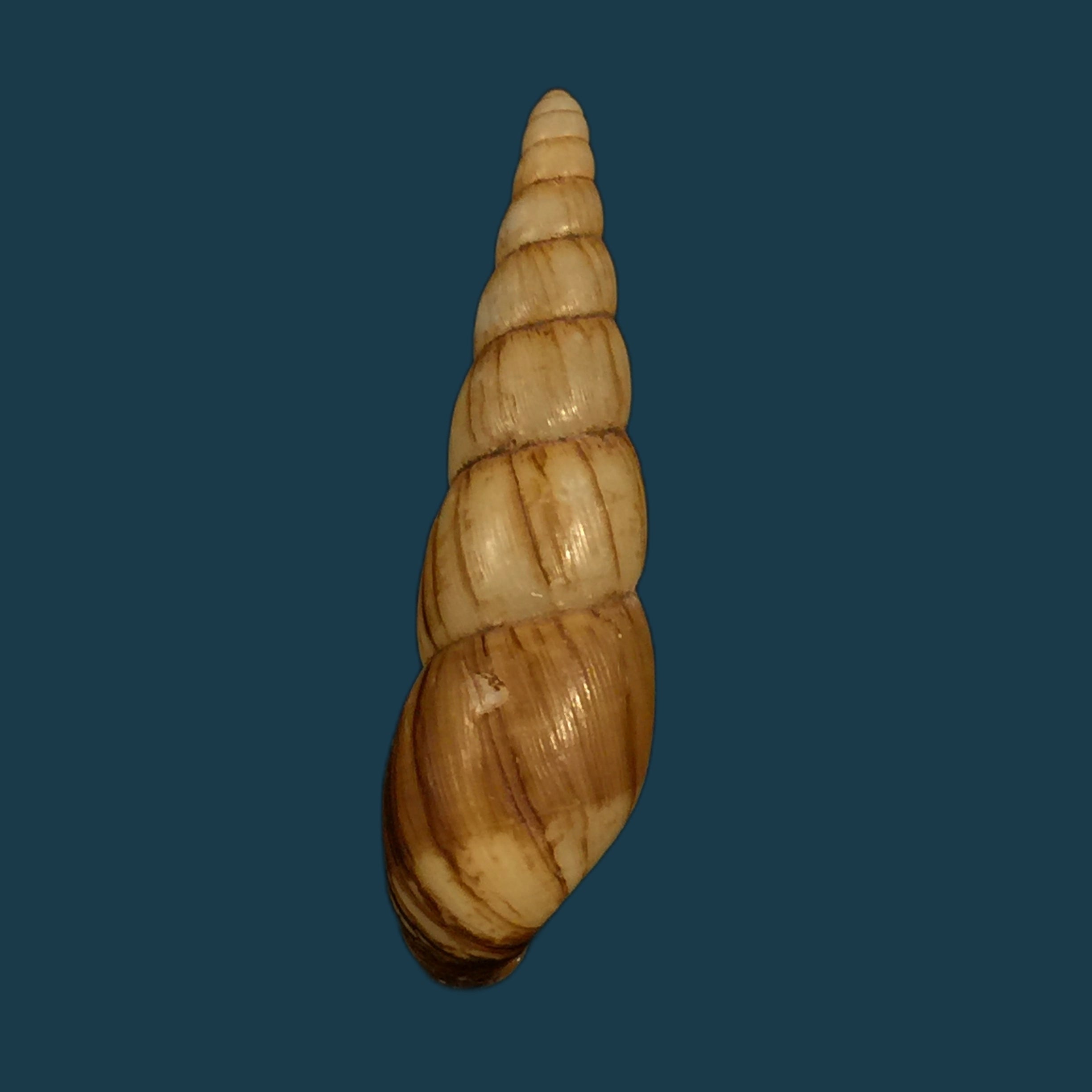 Paraclavator moreleti（Deshayes in A. Férussac，1851） - 57,2mm