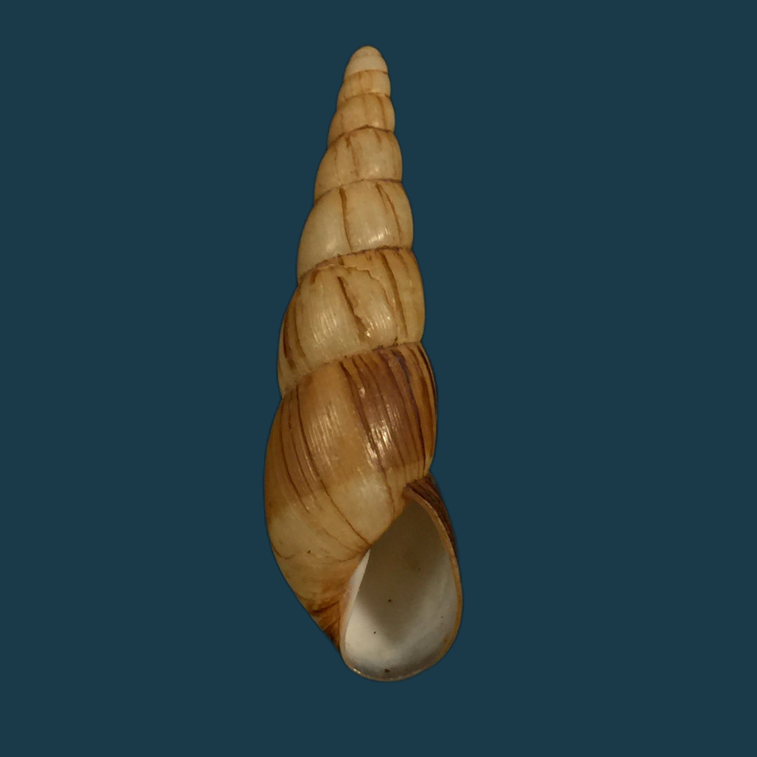Paraclavator moreleti（Deshayes in A. Férussac，1851） - 57,2mm
