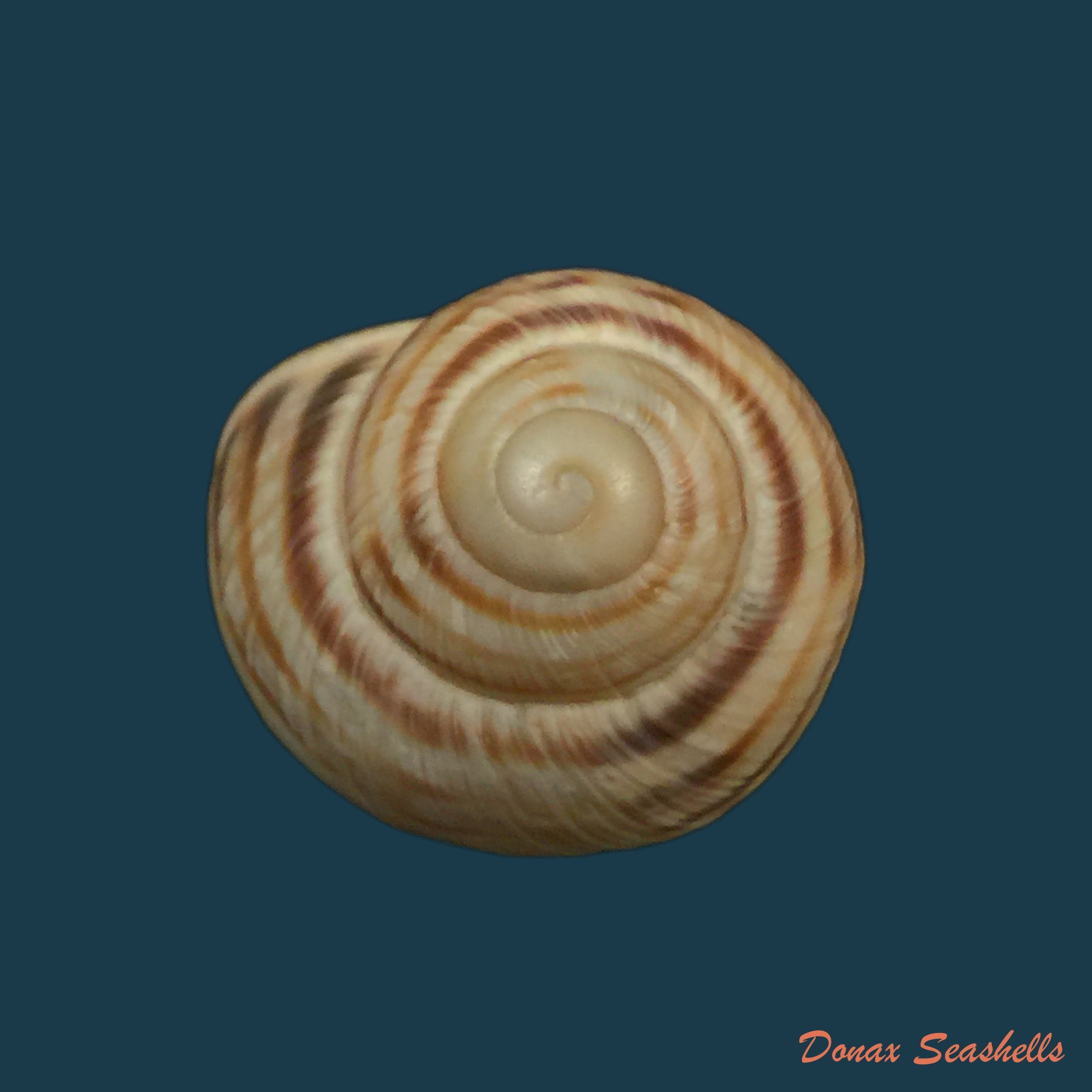 copia-de-helix-aspersa-o-f-muller-1774-32-1mm