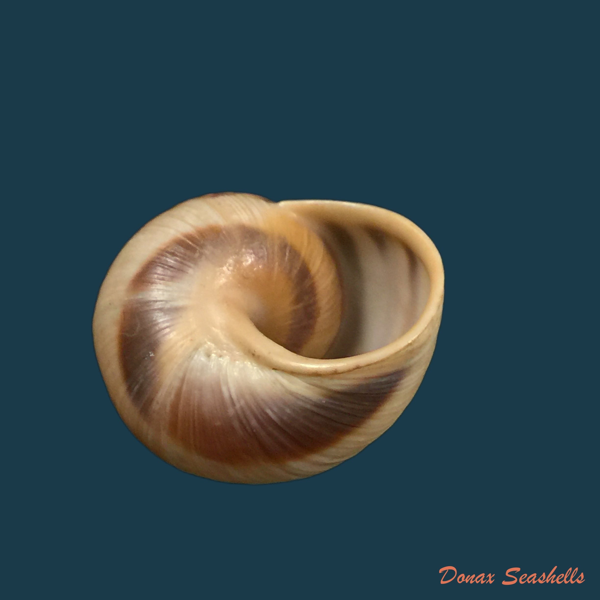 copia-de-helix-aspersa-o-f-muller-1774-32-1mm