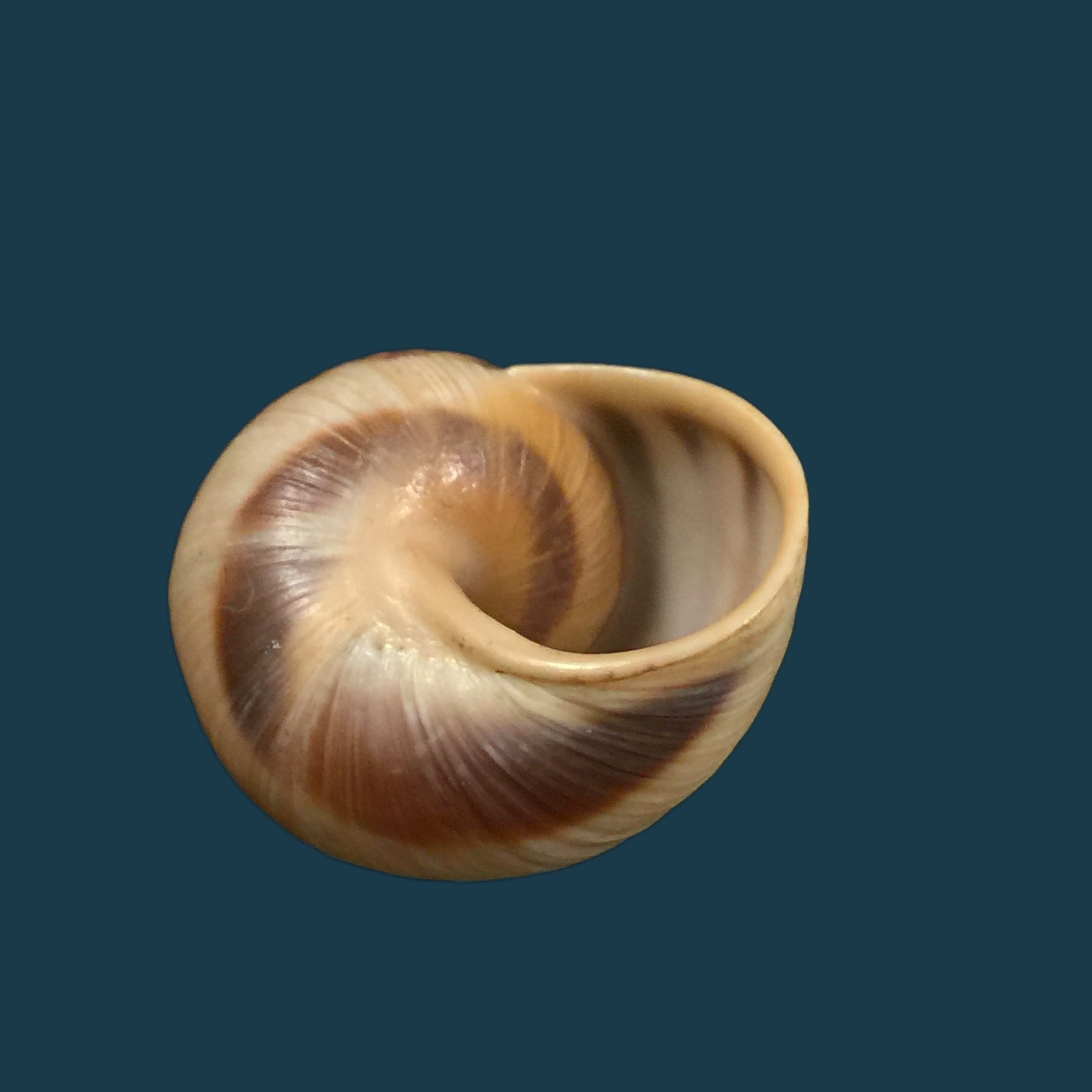 Helix vulgaris Rossmässler, 1839 - 30,5毫米