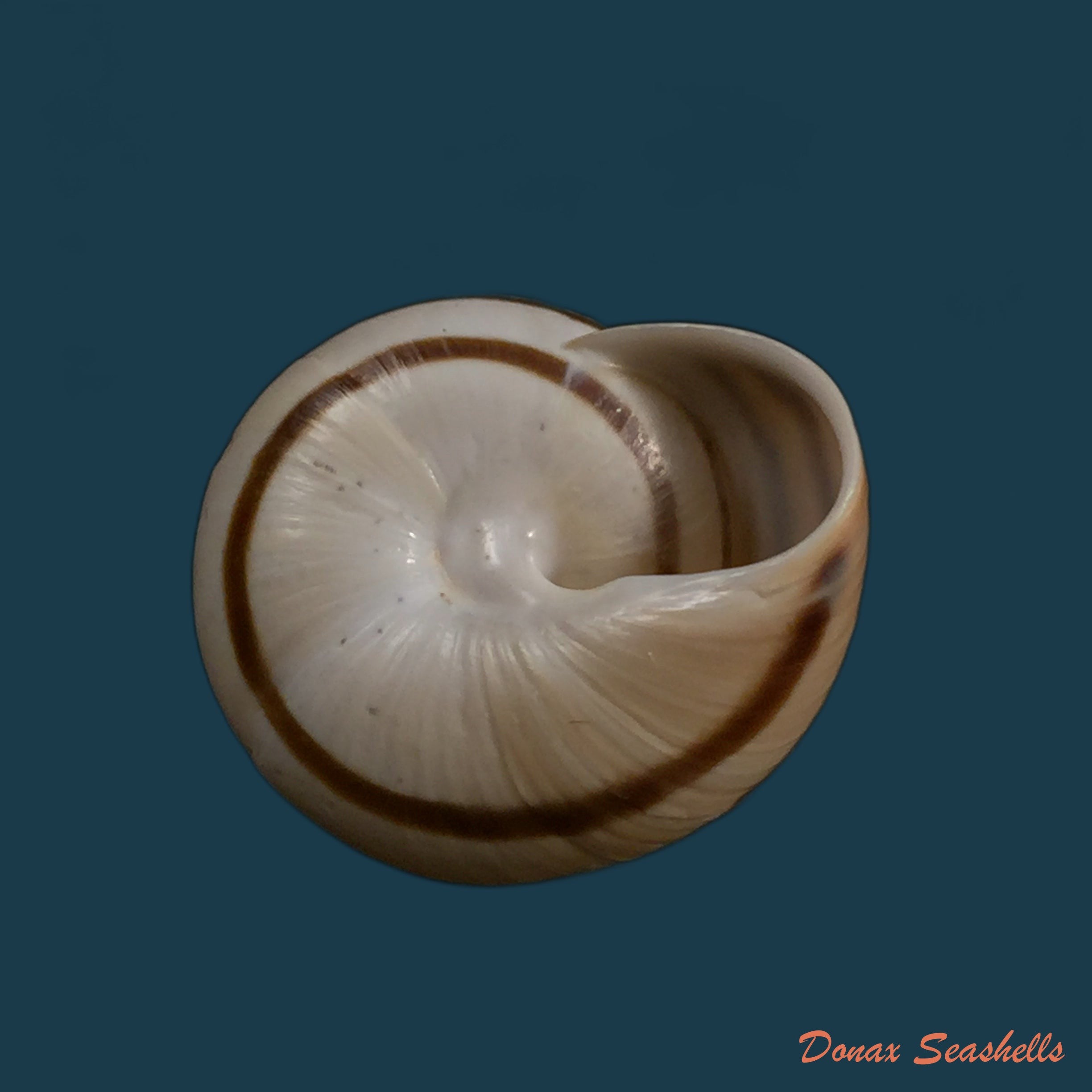 copia-de-helix-vulgaris-rossmassler-1839-30-5mm-1