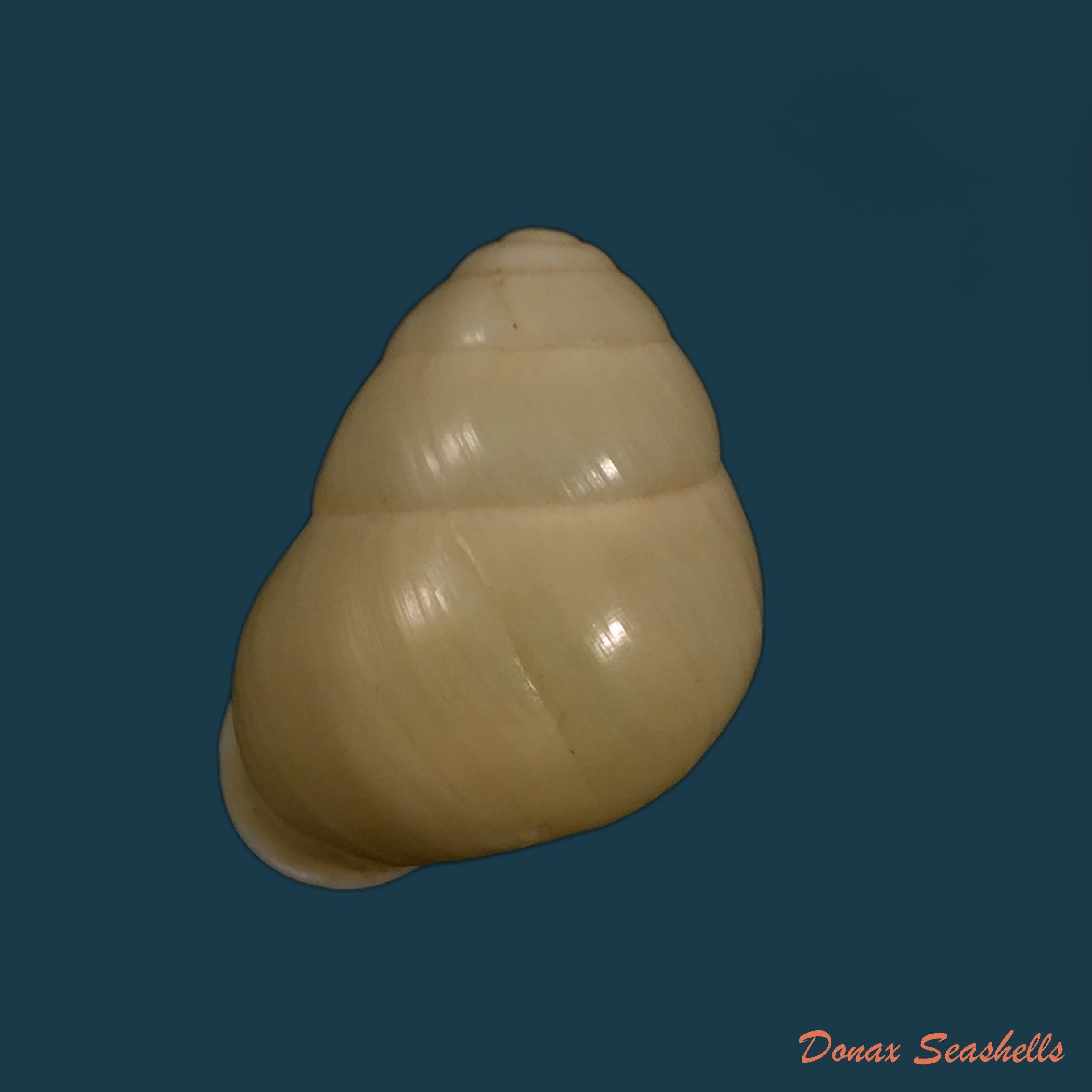 copia-de-helocostyla-effusa-pfeiffer-1842-34-1mm