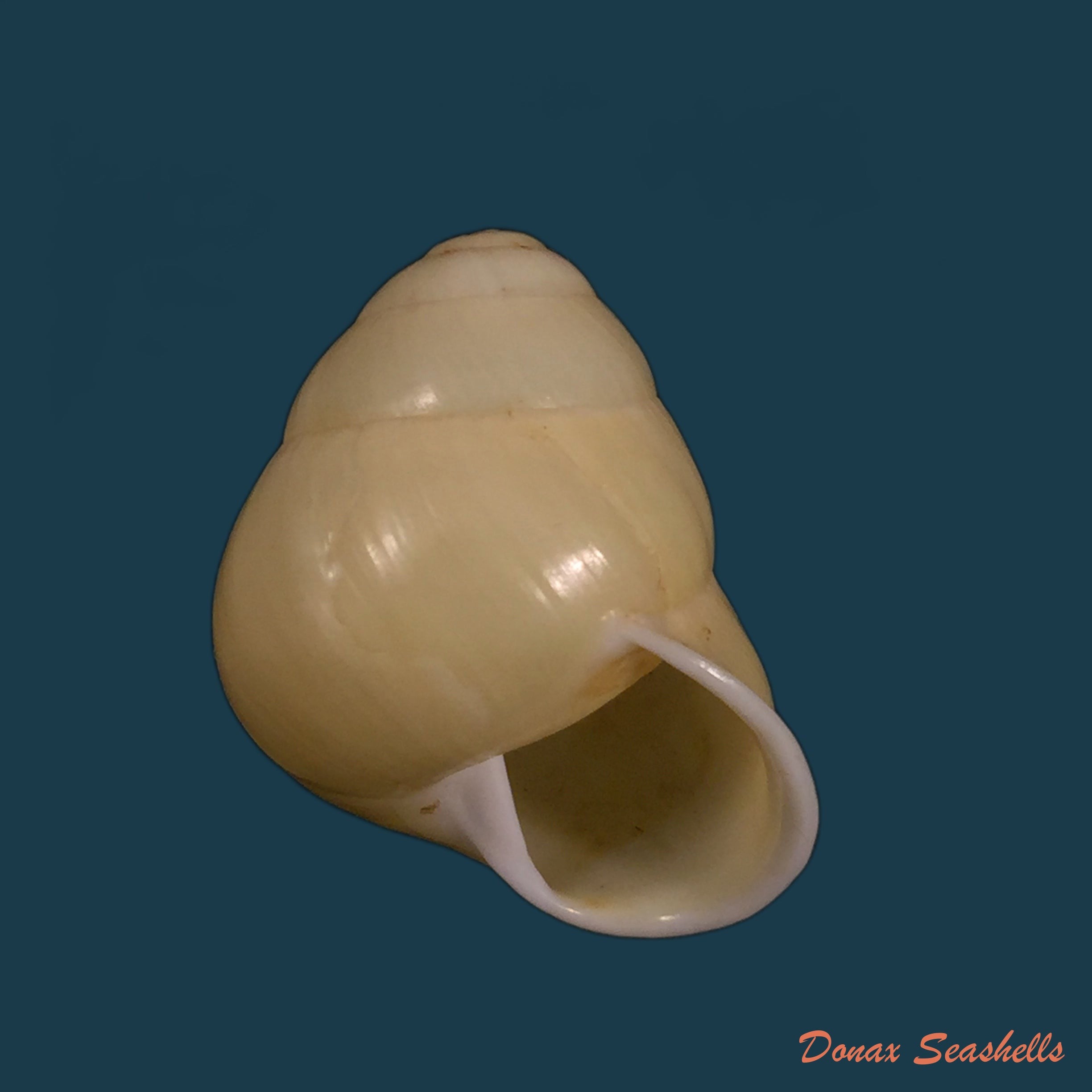 copia-de-helocostyla-effusa-pfeiffer-1842-34-1mm