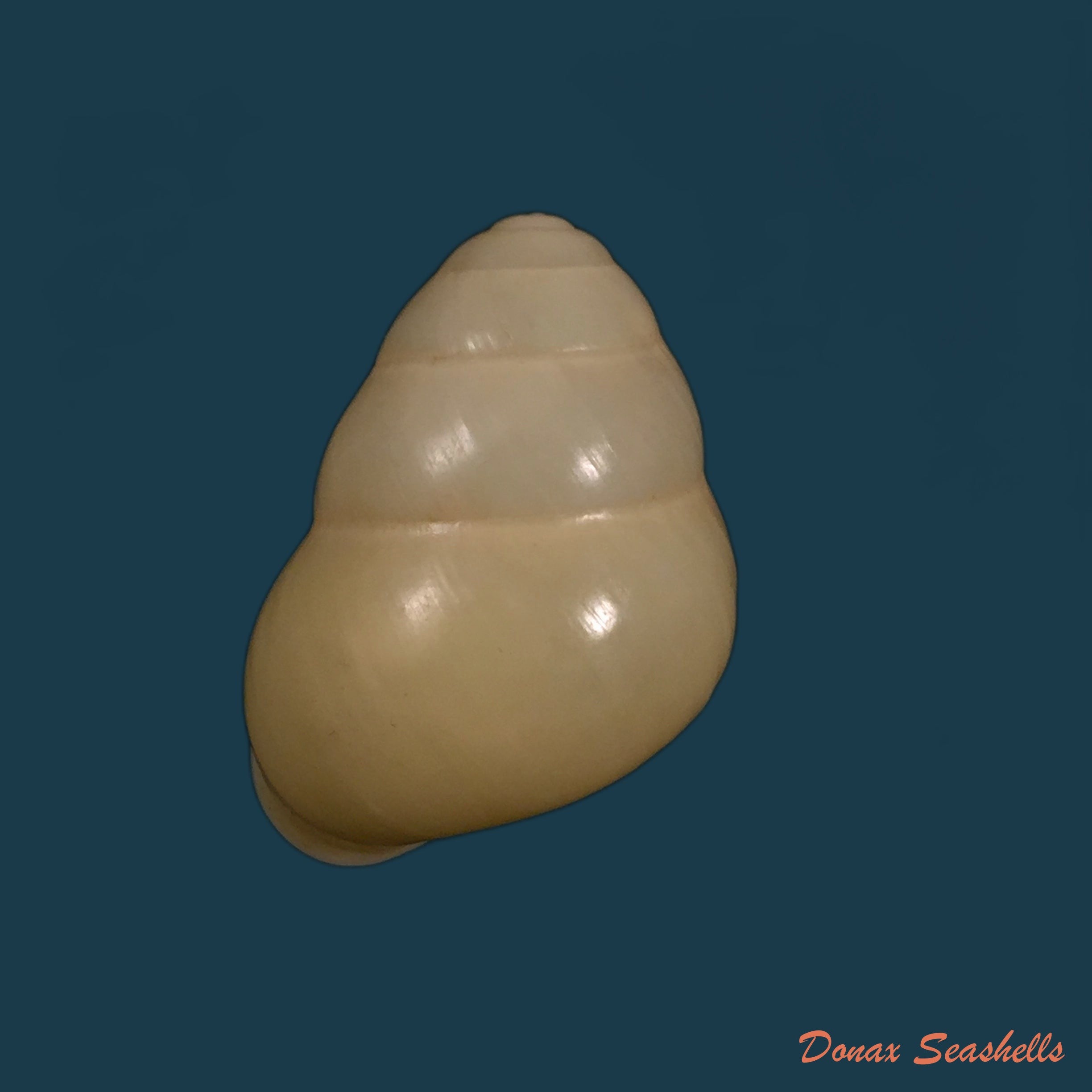 copia-de-helocostyla-rufogaster-lesson-1831-54-5mm