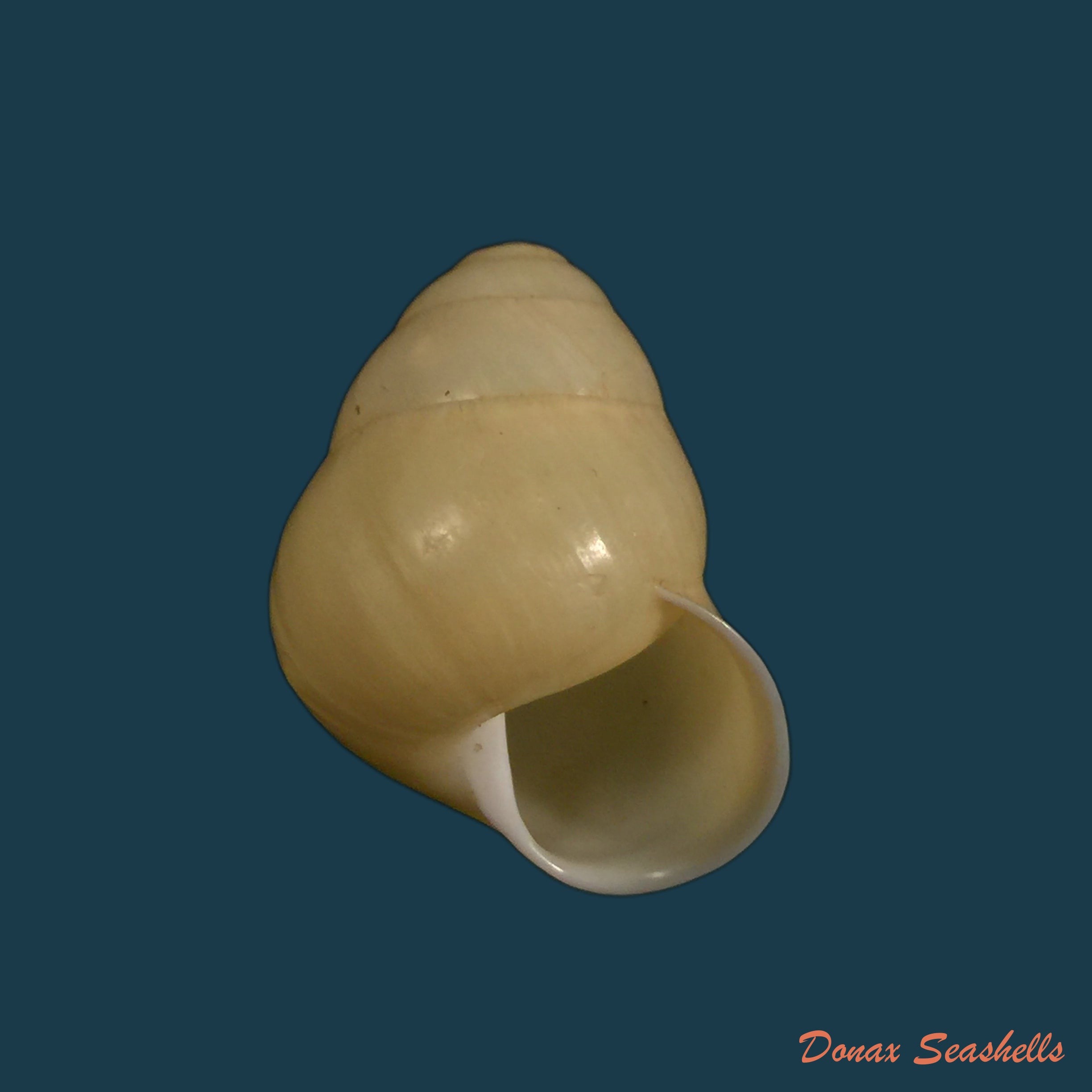 copia-de-helocostyla-rufogaster-lesson-1831-54-5mm