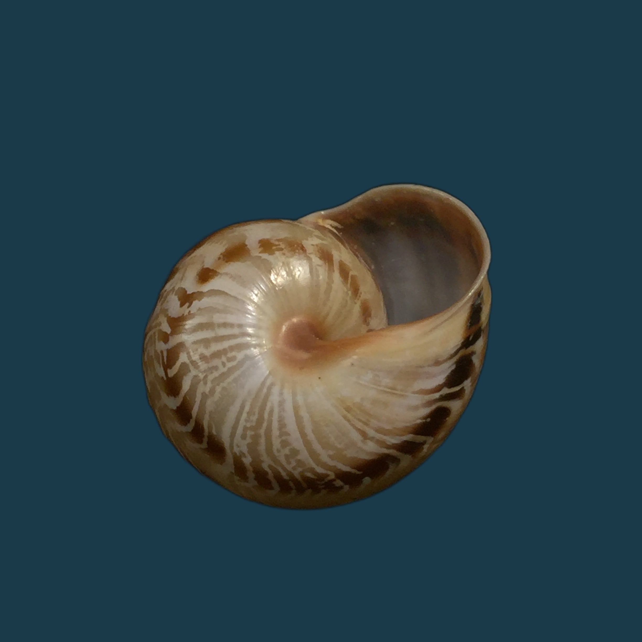 西班牙异颌龙（Rossmässler，1838）- 23,6毫米
