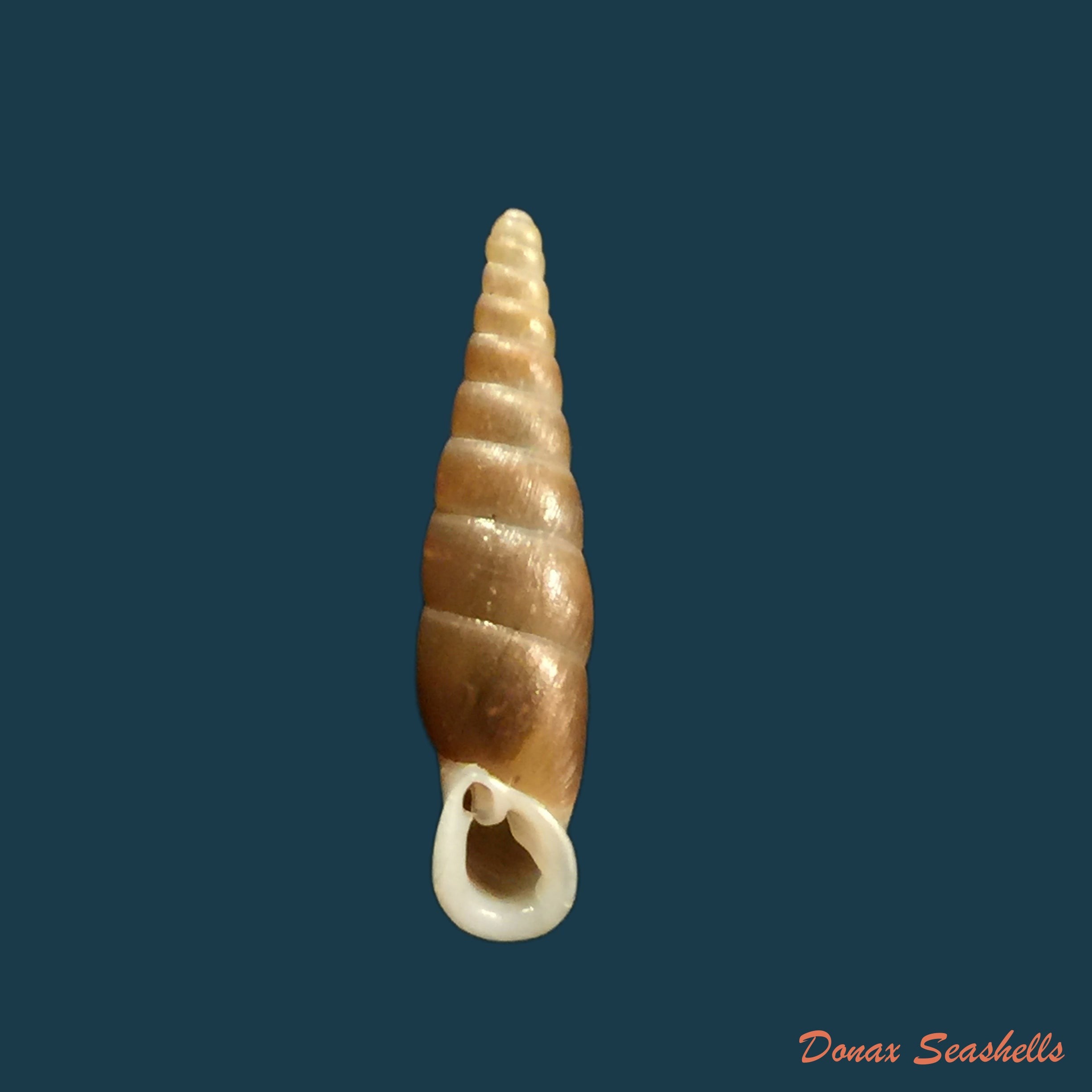 copia-de-hemiphaedusa-kosakai-kudora-1941-16mm