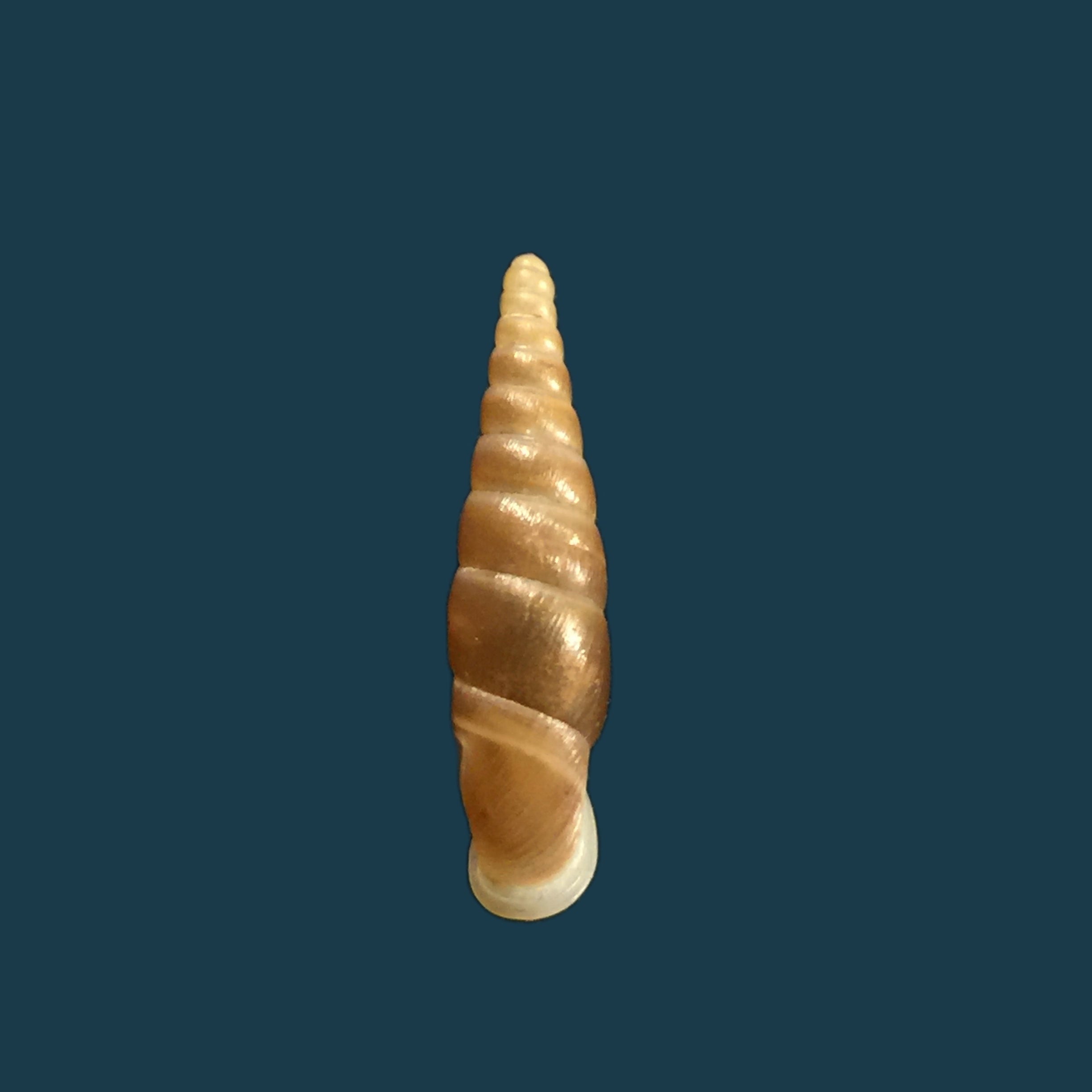 Hemiphaedusa ooi（黑田，1941年）- 19毫米
