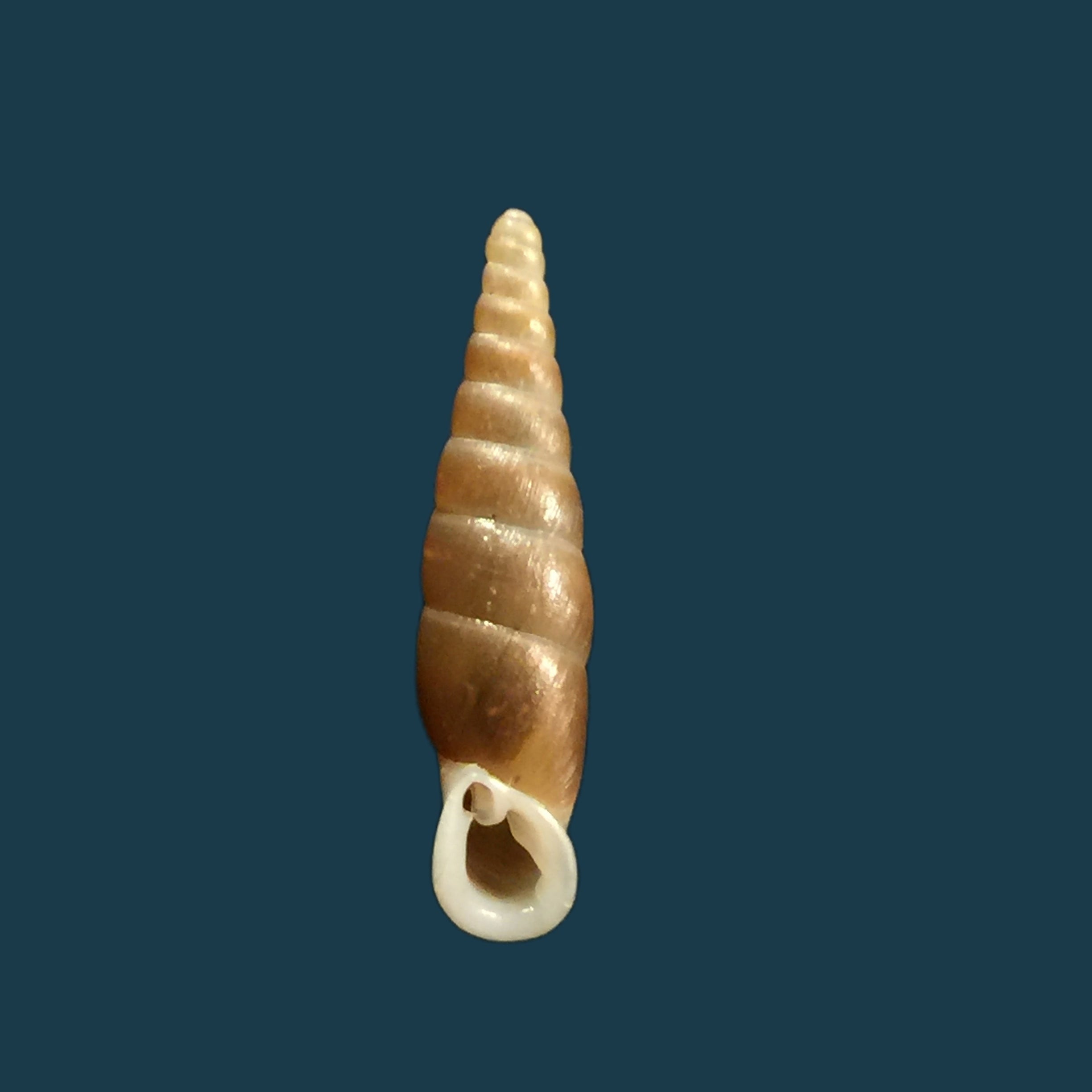 Hemiphaedusa ooi（黑田，1941年）- 19毫米