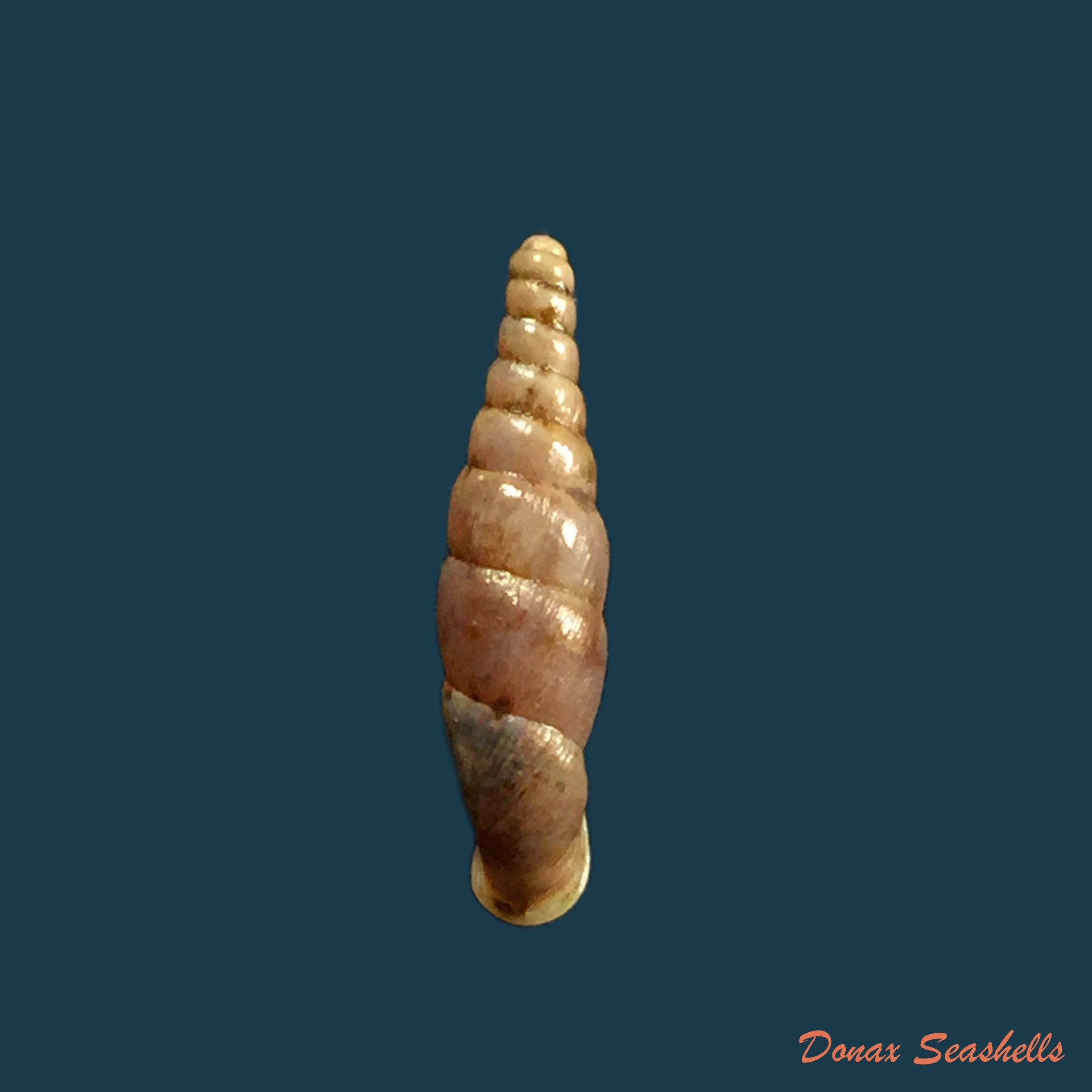 copia-de-hemiphaedusa-kosakai-kudora-1941-17-6mm