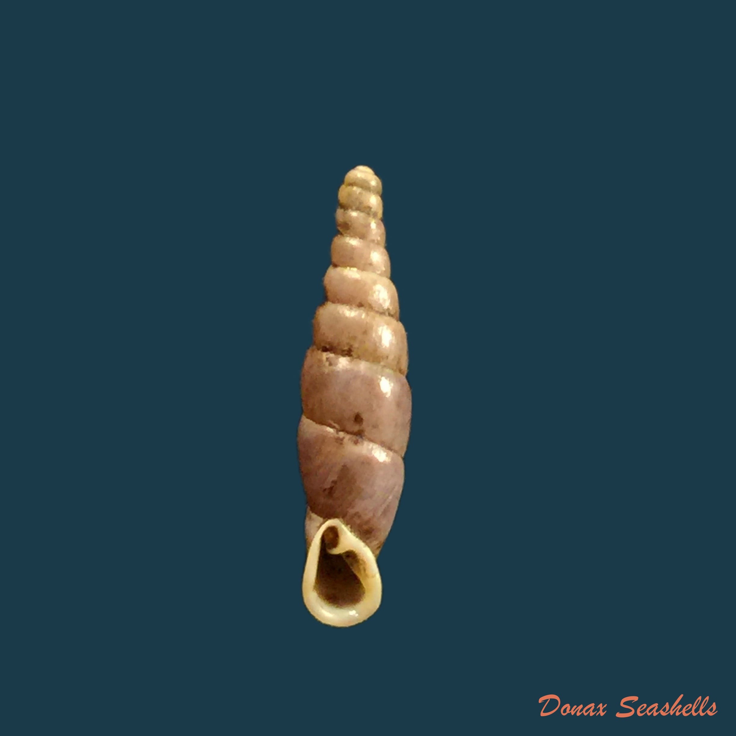 copia-de-hemiphaedusa-kosakai-kudora-1941-17-6mm